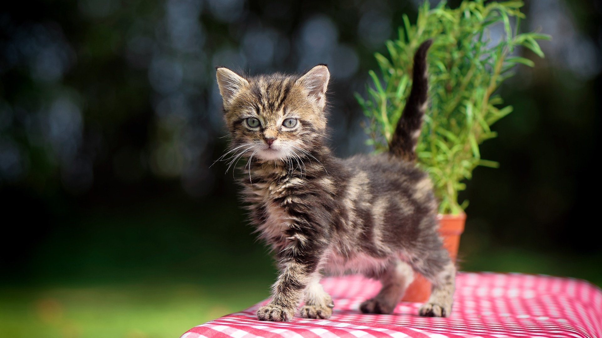 开云官网-CBA球队冬训集结备战，球员士气高涨，冬训篮球