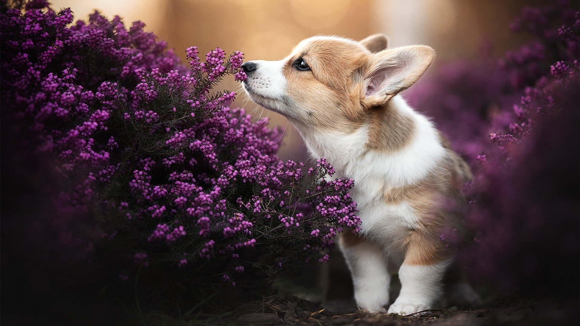 开云中国-嘉兴联合银行前锋眼光独到，助力球队进球得分，嘉兴银联商务有限公司