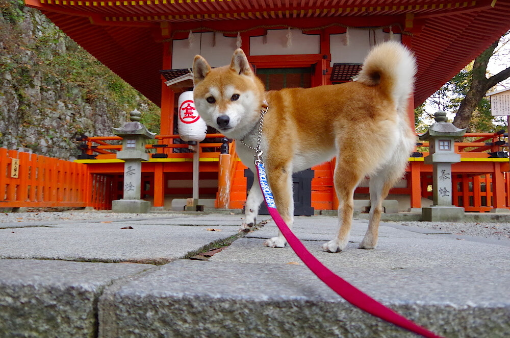 开云官方-太阳发挥出色，客场赢得激烈比赛，太阳发出了夺目的光芒改为拟人句