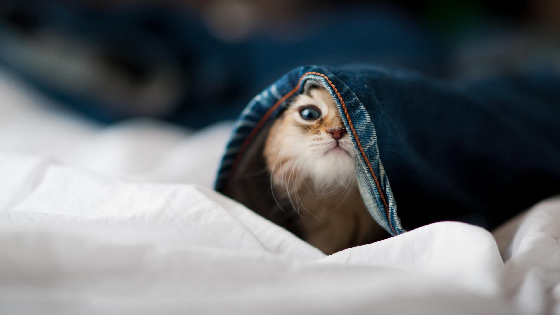 曼联欧联杯晋级八强，霍伊伦德双响发威，曼联欧联杯集锦