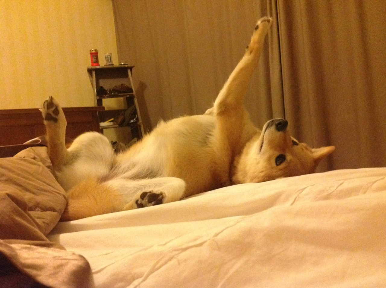 阿尔阿赫利比赛节奏掌控出色,阿尔阿赫利足球俱乐部