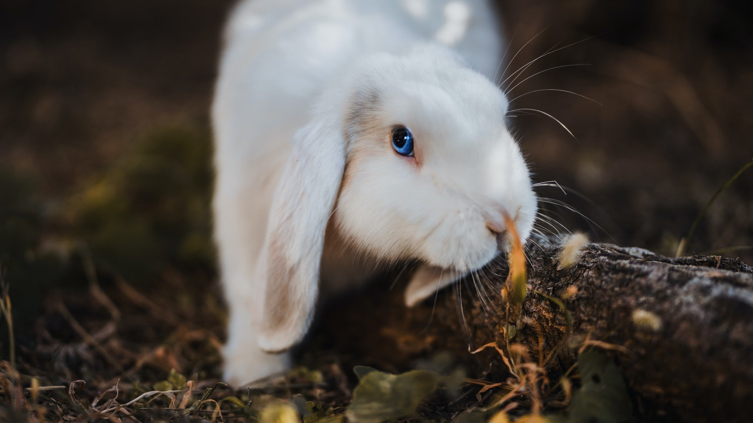 中国篮球青训体系课程体系标准化建设，篮球青训是什么意思