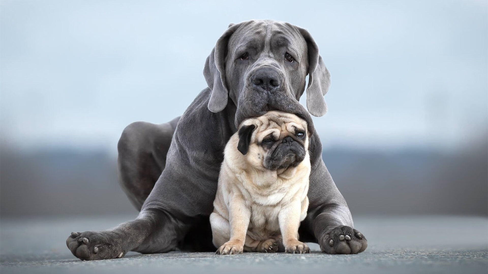 斯洛伐克女篮在欧洲预赛中表现优异,格局逐步建立,斯洛伐克女篮国手