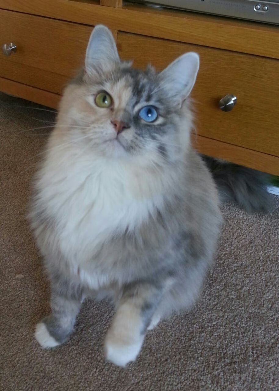 田径运动员训练技巧分享,田径运动员的训练方法