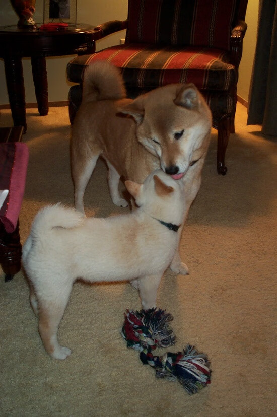 西亚卡姆抢断致胜猛龙教练战术奏效，西亚卡姆集锦