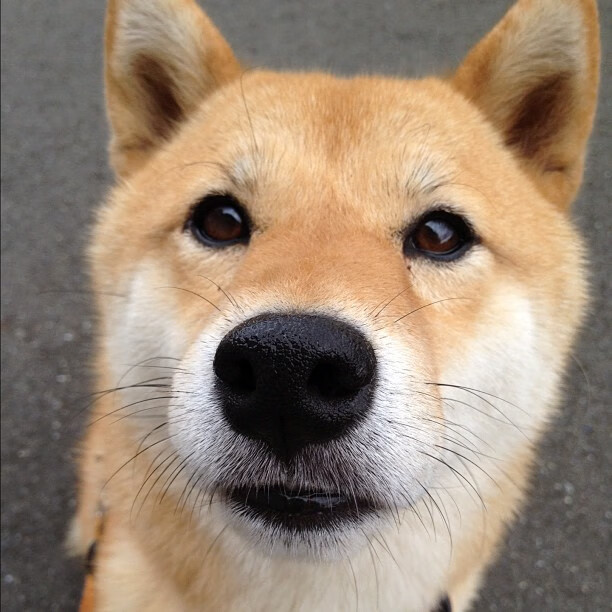 训练期间开展模拟比赛提高实战应变能力和位置转换效率，模拟训练采用的两种方式是什么