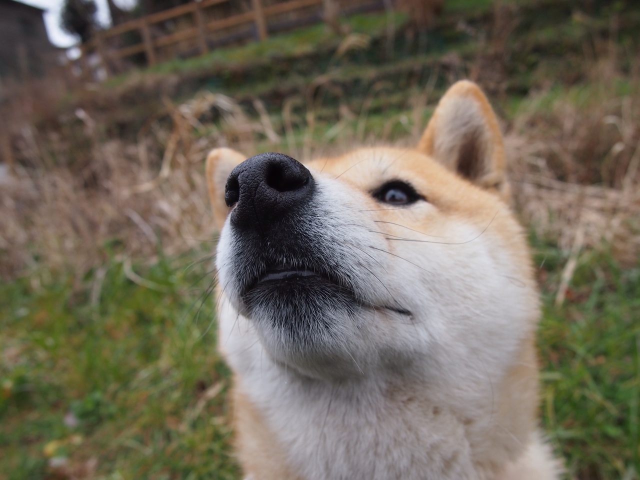 开云中国大陆-麦金托什冲刺阶段爆发力惊艳全场，麦金托什还是马金托什
